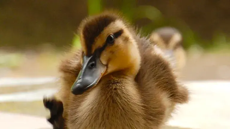 duck